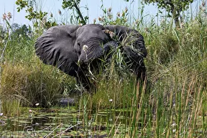 Elephant Prints: African elephant (Loxodonta africana) standing in river
