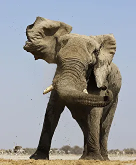 African elephant (Loxodonta africana) threat display by shaking head, at waterhole with Ostrich