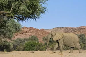 African elephant (Loxodonta africana) walking, Brandberg, Namibia, Vulnerable species