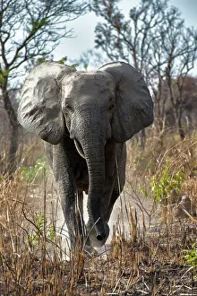 West Africa Prints: African elephant (Loxodonta africana) walking