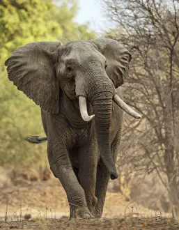 African elephant (Loxodonta africana) walking portrait, Mana Pools National Park