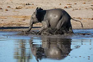 Water Hole Prints: African elephant (Loxodonta africana) walking in river