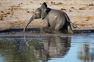 Water Hole Prints: African elephant (Loxodonta africana) walking in river