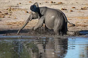 Water Hole Prints: African elephant (Loxodonta africana) walking in river