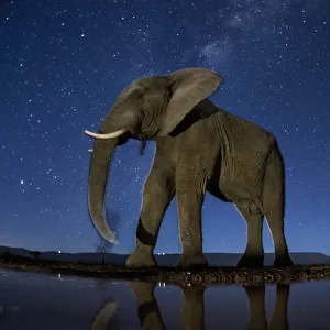 African elephant (Loxodonta africana) at waterhole at night, Mkuze, South Africa