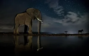 African elephant (Loxodonta africana) and Zebra (Equus quagga) at waterhole at night