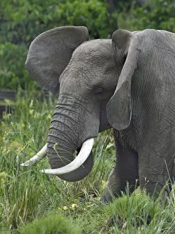 Loxodonta Africana Gallery: African elephant (Loxondota africana) in a marsh, flapping its ears, Masai Mara, Kenya