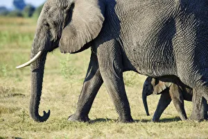 Protector Prints: African elephant mother and young calf (Loxodonta africana), Duba Plains, Okavango Delta