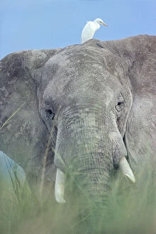 Elephants Gallery: African elephant portrait in grass {Loxodonta africana} with Egret, Kenya