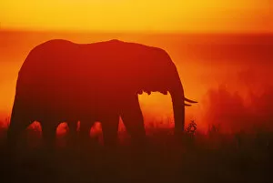 Proboscids Gallery: African elephant silhouetted at sunrise in the Masai Mara NR, Kenya