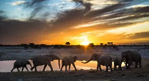 African Elephants Collection: African elephants (Loxodonta africana) small herd at waterhole at sunset, Etosha National Park