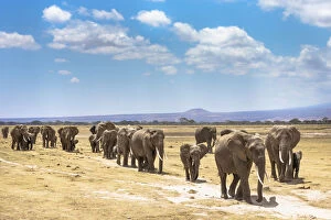 Proboscids Gallery: African elephants (Loxodonta africana) large family group on migration, Amboseli National Park