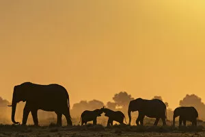 African elephants (Loxodonta africana) herd silhouetted at sunset. Chobe National Park, Botswana