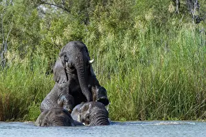 Submerging Prints: Three African elephants (Loxodonta africana) bathing in river