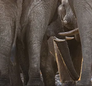 African elephants (Loxodonta africana) bulls crowd into an emptying waterhole to drink