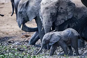African elephants (Loxodonta africana) with calf, digging out a mud wallow, Queen Elizabeth National Park, Uganda