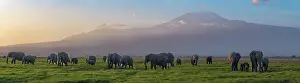 Tanzania Prints: African elephants (Loxodonta africana) cow herd