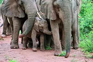 Elephant Prints: African elephants (Loxodonta africana) family group with calf