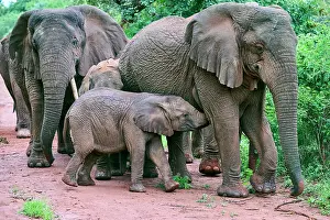 Elephant Prints: African elephants (Loxodonta africana) family group with calf