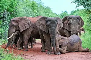 Suckling Prints: African elephants (Loxodonta africana) family group with female nursing her calf