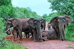 Suckling Prints: African elephants (Loxodonta africana) family group with female nursing her calf