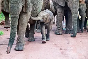 Elephant Prints: African elephants (Loxodonta africana) family group walking with calf