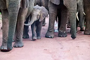 Elephant Prints: African elephants (Loxodonta africana) family group walking with calf