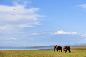 Zimbabwe Prints: African elephants (Loxodonta africana) grazing on shore of Lake Kariba