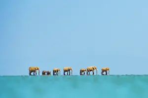 Arty Shots Prints: African elephants (Loxodonta africana) herd crossing lake