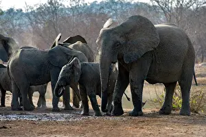 West Africa Prints: African elephants (Loxodonta africana) herd drinking at waterhole