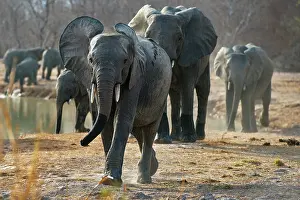 West Africa Prints: African elephants (Loxodonta africana) herd walking past waterhole