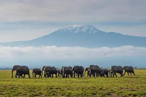Tanzania Prints: African elephants (Loxodonta africana) herd walking across the savanna in front of Mount Kilimanjaro