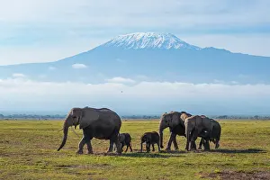 Tanzania Prints: African elephants (Loxodonta africana) herd walking across the savanna in front of Mount Kilimanjaro