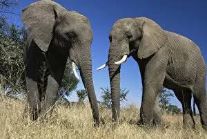 Proboscids Gallery: African elephants {Loxodonta africana} Imere Zimbabwe