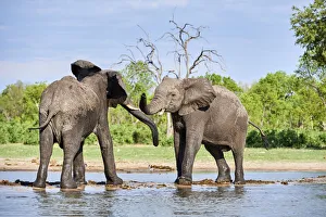 African elephants (Loxodonta africana) two immature individuals play fighting at a waterhole
