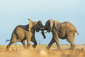 Bulls Prints: Two African elephants (Loxodonta africana) juvenile bulls