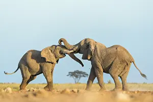 Bulls Prints: Two African elephants (Loxodonta africana) juvenile bulls