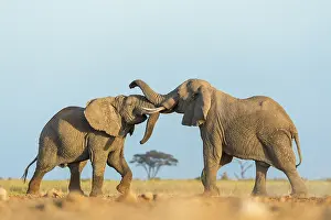Bulls Prints: Two African elephants (Loxodonta africana) juvenile bulls
