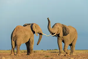 Bulls Prints: Two African elephants (Loxodonta africana) juvenile bulls