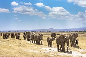 Herds Prints: African elephants (Loxodonta africana) large family group on migration