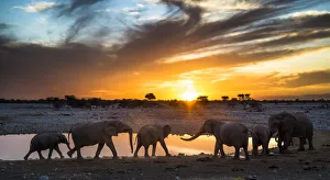African elephants (Loxodonta africana) small herd at waterhole at sunset, Etosha National Park