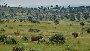 Uganda Prints: Two African elephants (Loxodonta africana) standing in grassland, Uganda. Endangered