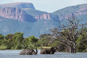 Two African elephants (Loxodonta africana) standing in river with mountains behind, Marataba Park, Marakele National Park, Limpopo Province, South Africa. Endangered