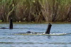 Breathing Prints: Two African elephants (Loxodonta africana) swimming in river
