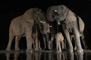 Elephant Trunk Prints: African elephants (Loxodonta africana) at water at night