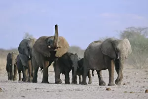 Proboscids Gallery: African elephants walking in line {Loxodonta africana} Etosha NP, Namibia