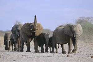 African elephants walking in line {Loxodonta africana} Etosha NP, Namibia