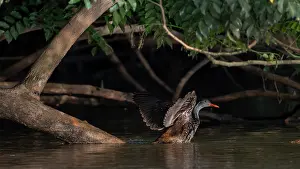 Gambia Prints: African finfoot (Podica senegalensis) perched on branch in river stretching wings