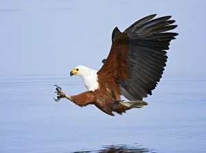 African fish eagle about to catch fish {Haliaeetus vocifer} Chobe NP, Botswana