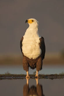 Eagles Gallery: African fish eagle (Haliaeetus vocifer). Zimanga private game reserve, KwaZulu-Natal, South Africa